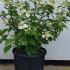 Hydrangea Paniculata Prim White 40-60 cm buy online UK.