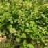 Hydrangea Paniculata Silver Dollar  1-1.25 m buy online UK.