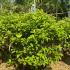 Hydrangea Paniculata Skyfall  1-1.25 m buy online UK.