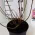 Hydrangea Paniculata Sundae Fraise 30-40 cm buy online UK.