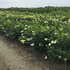 hpsf 1-1.25 m buy online UK.