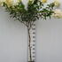 hydrpanvf 1.25-1.5 m buy online UK.