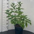 hydrpanvf 50-60 cm buy online UK.