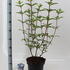 hydrpanvf 30-40 cm buy online UK.