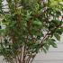 Hydrangea Paniculata Vanille Fraise 1.25-1.5 m buy online UK.