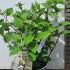 Hydrangea Paniculata Wims Red 20-25 cm buy online UK.