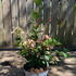 hydrangeawimsred 50-60 cm buy online UK.