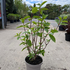 hydrangeawimsred 30-40 cm buy online UK.