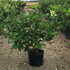 hydrangeawimsred 1-1.25 m buy online UK.