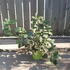 hydrangeawimsred 30-40 cm buy online UK.