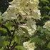Hydrangea Paniculata Wim