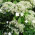 Hydrangea Petiolaris known as the climbing Hydrangea, available to buy online UK