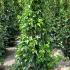 Hydrangea Petiolaris 1.75-2 m buy online UK.
