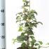 Hydrangea Petiolaris 30-40 cm buy online UK.