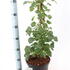 hydrangeapetiolaris 60-70 cm buy online UK.