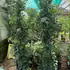 hydrangeapetiolaris 1.5-1.75 m buy online UK.