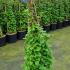 Hydrangea Petiolaris 1-1.25 m buy online UK.