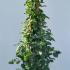 Hydrangea Petiolaris 1.25-1.5 m buy online UK.