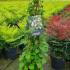 Hydrangea Petiolaris 80-100 cm buy online UK.