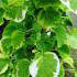Hydrangea Petiolaris, buy Climbing Hydrangeas Online Uk