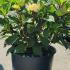 Hydrangea Preziosa 60-80 cm buy online UK.