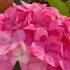 Hydrangea Preziosa compact shrub with pink and purple flowers