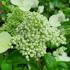 Hydrangea Paniculata Prim White is a charming variety with creamy white flower clusters that bring brightness and elegance to gardens throughout the summer.