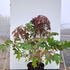 hydrquerc 1-1.25 m buy online UK.