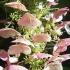 Hydrangea Quercifolia shrubs for sale online, UK