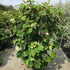 hydrquerc 1.25-1.5 m buy online UK.