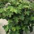 hydrquerc 60-80 cm buy online UK.