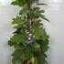 hydrquerc 80-100 cm buy online UK.