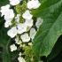 Hydrangea Specialist plant centre, London UK