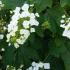 Hydrangea Quercifolia, Oak Leaved Hydrangea for sale online at our London plant centre, UK