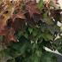 Hydrangea Quercifolia Ruby Slippers Oakleaf Hydrangea 50-60 cm buy online UK.