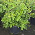 hqrs 50-60 cm buy online UK.