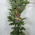 hqrs 80-100 cm buy online UK.