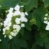 Hydrangea Quercifolia and lots of Hydrangea varieties for sale online UK