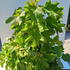 hqsq 1.25-1.5 m buy online UK.