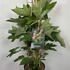 hqsq 60-80 cm buy online UK.