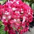Hydrangea Ruby Annabelle with deep red flowers on strong stems