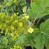 Hydrangea Ruby Slippers oakleaf hydrangea with cone shaped white flowers turning pink