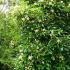 Hydrangea Seemannii Evergreen Climbing Hydragea
