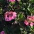 Hydrangea Serrata Blueberry Cheesecake 60-80 cm buy online UK.