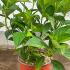 Hydrangea Serrata Bluebird 25-30 cm buy online UK.