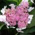 Hydrangea Serrata Bluebird variety to buy online. Many varieties of Hydrangeas for sale with UK delivery.