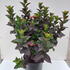 hsd 60-80 cm buy online UK.