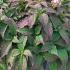 Hydrangea Serrata Summer Glow - Hydrangea Summer Glow 50-60 cm buy online UK.