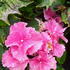 Hydrangea Macrophylla Starlit Sky, from the So Long Series of hybrids.  