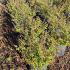 Hypericum Hidcote St Johns Wort 30-40 cm buy online UK.